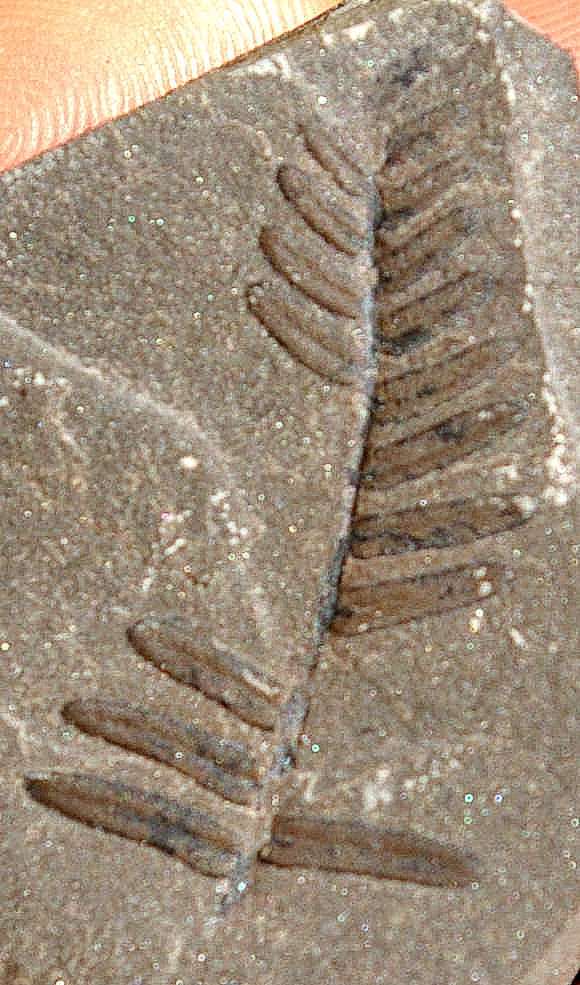Neuropteris schlehani