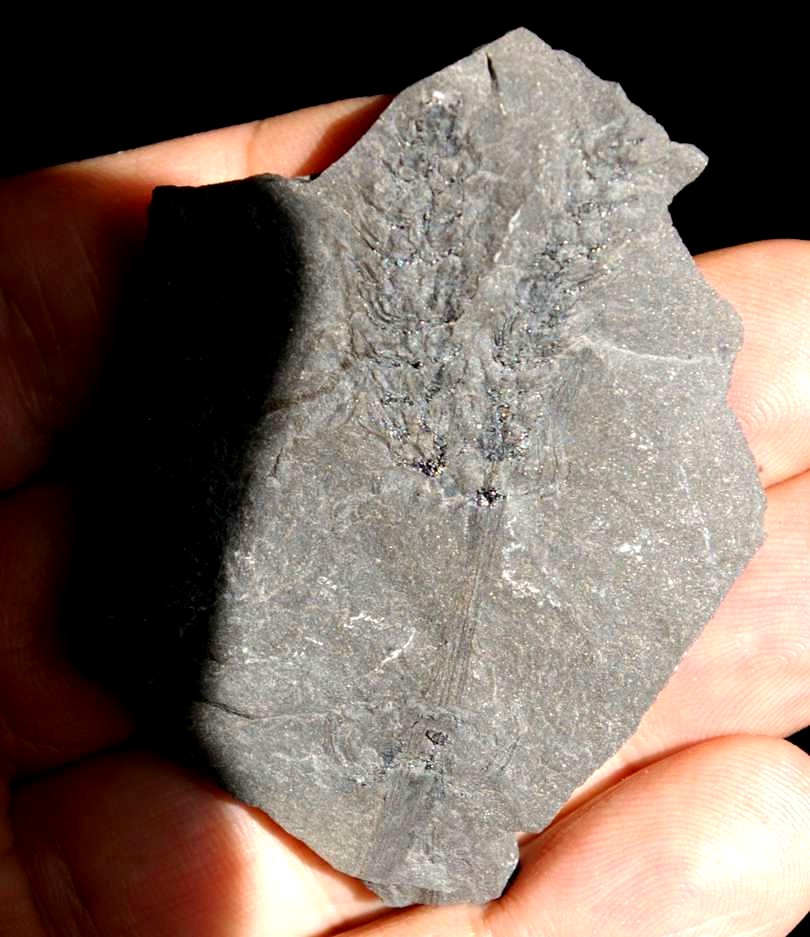 Fossil Calamite Cone jpg.