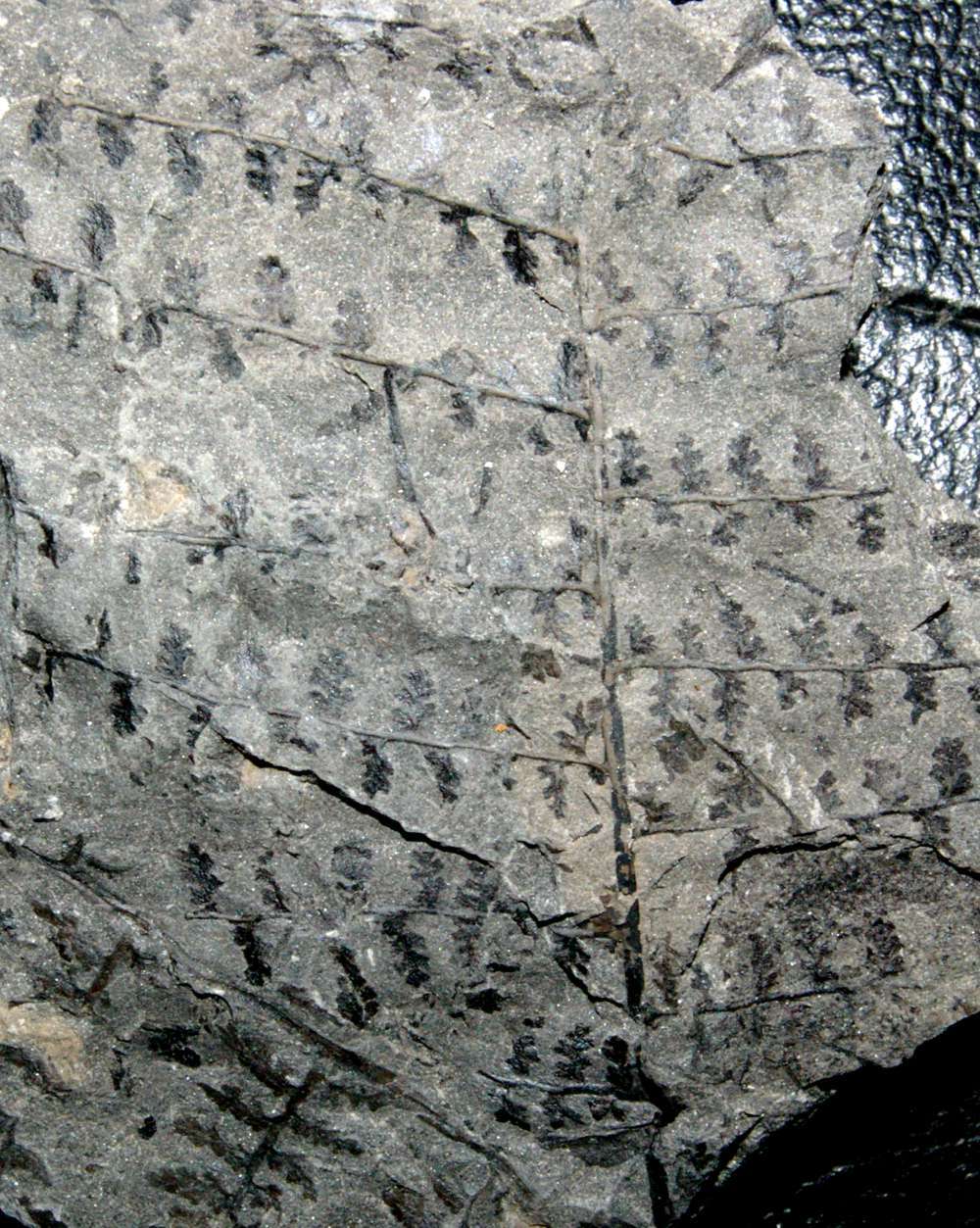 Carboniferous fern