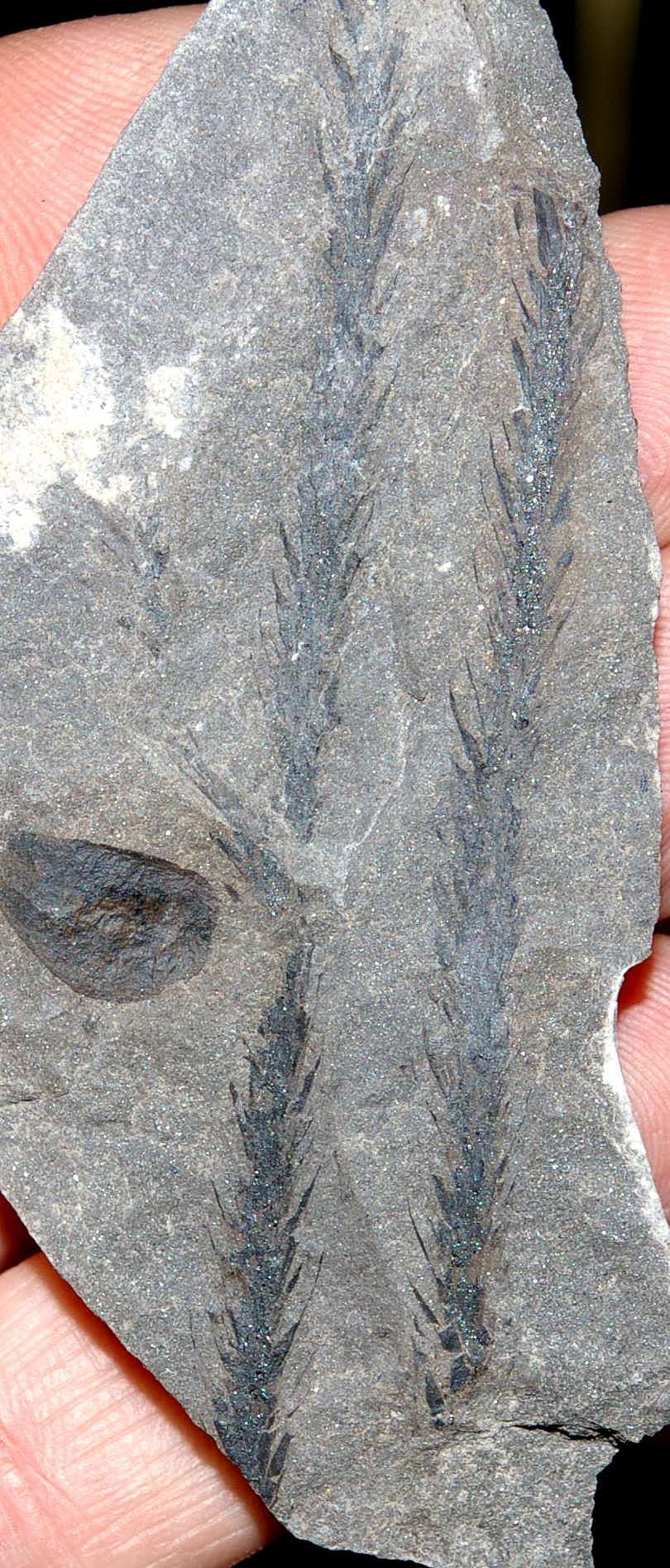 Bothrodendron Fossil