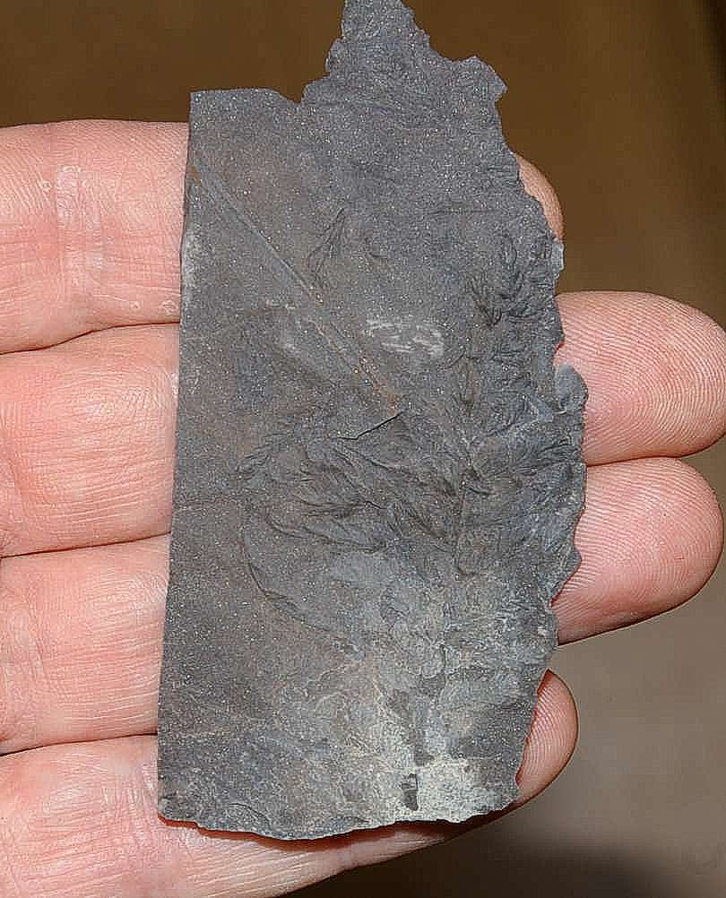Fossil plant Sphenopteridium dissectum