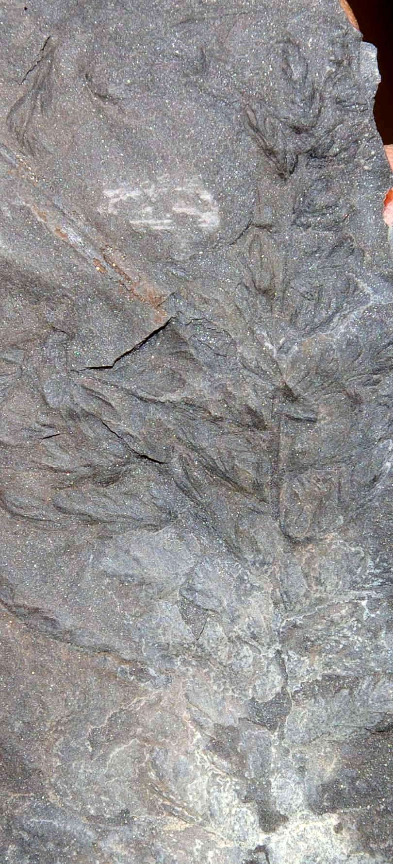 Fossile plante Sphenopteridium dissectum