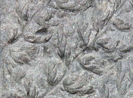 Namurian plant Sphenopteridium dissectum