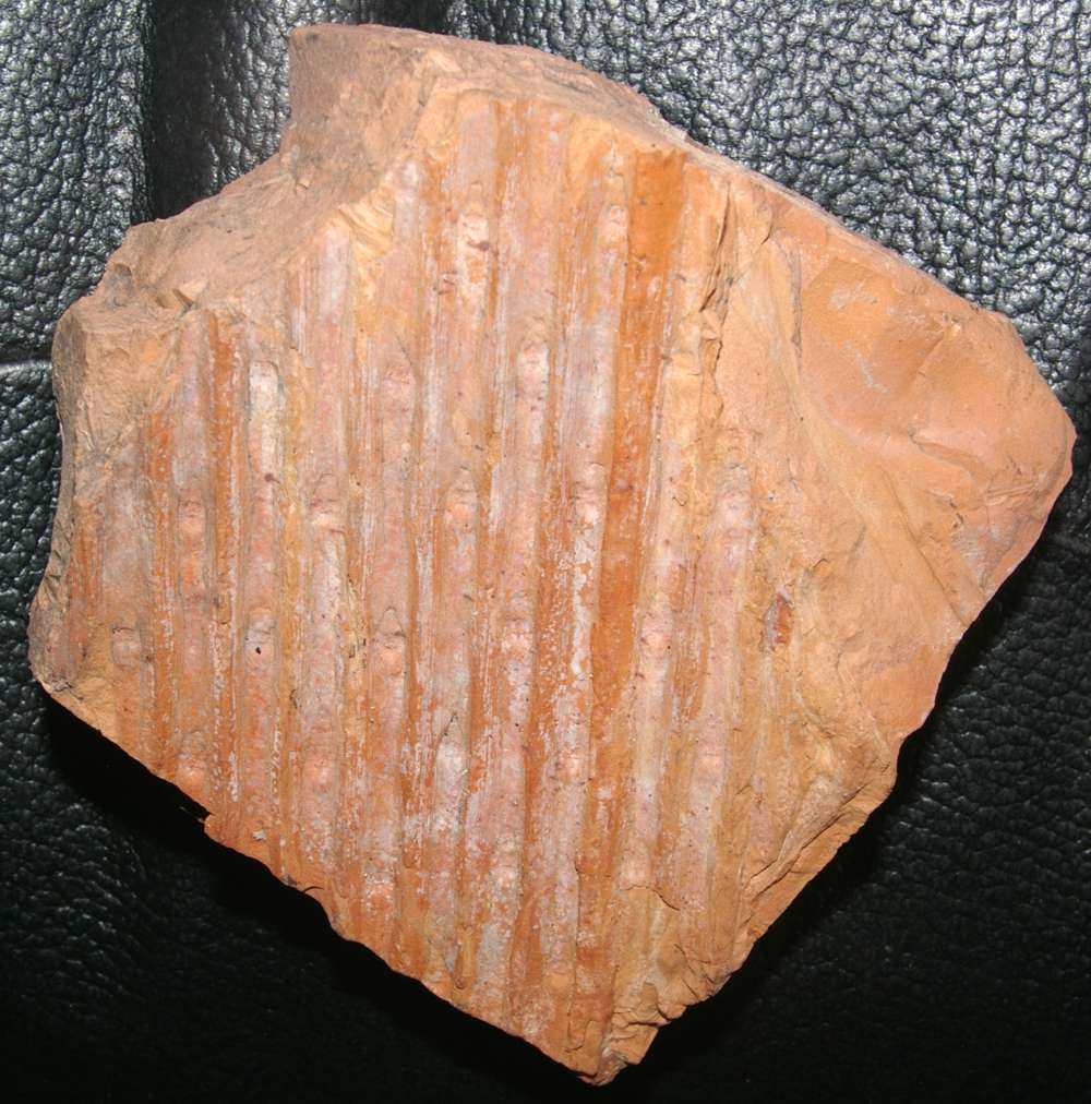 Fossil plant Sigillaria rugosa  