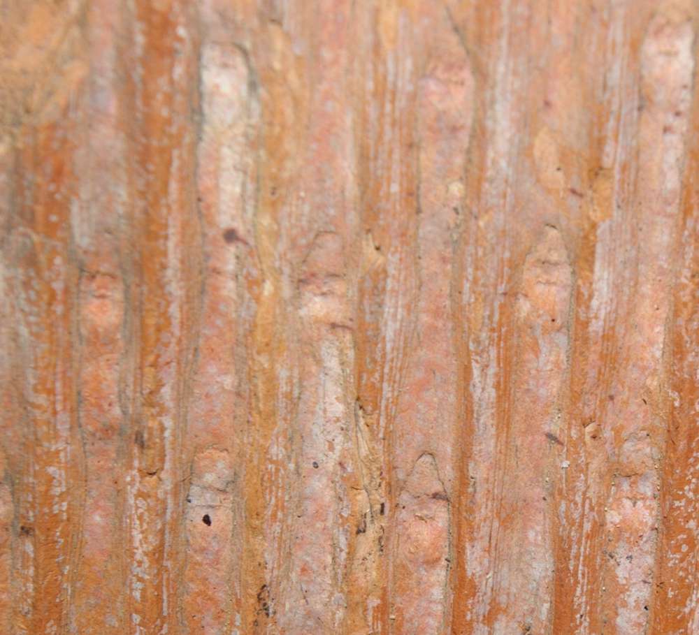 Fossile plante Sigillaria rugosa 