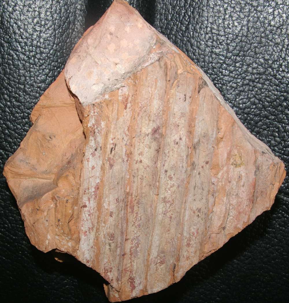 Namurian plantSigillaria rugosa.jpg