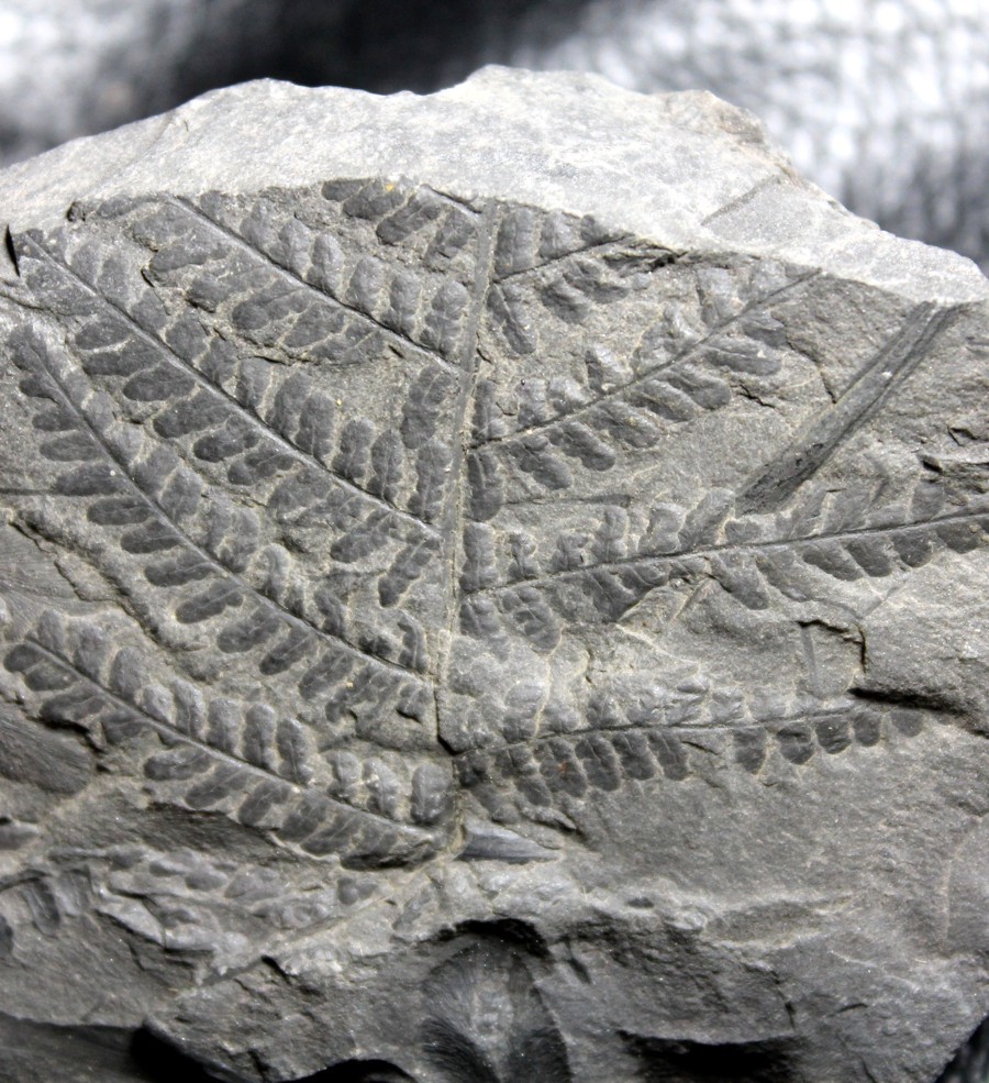 Fossil plant Pecopteris plumosa  