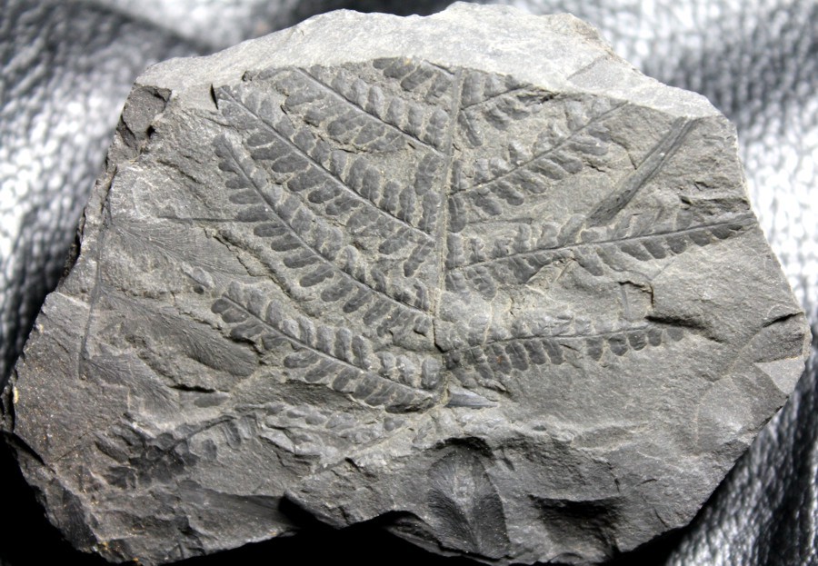 Senftenbergia plumosa