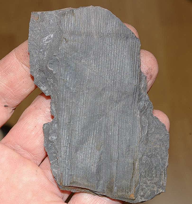 Fossil plant Stylocalamites cisti  