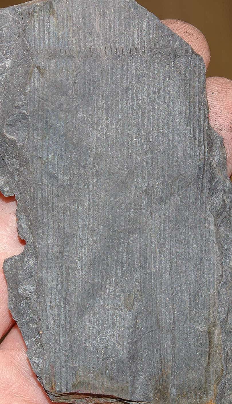 Fossil plant Stylocalamites cisti  