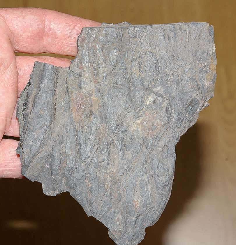 Fossil plant Aspidaria sp.  