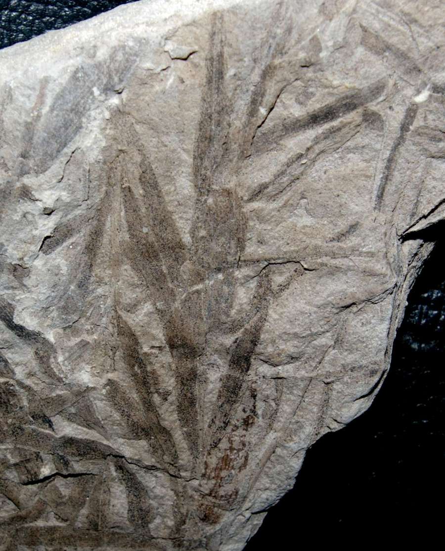  Podozamites distans