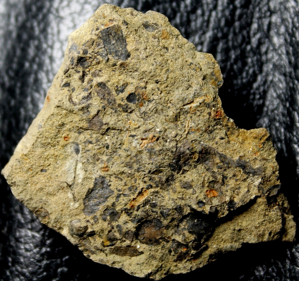 Salopella