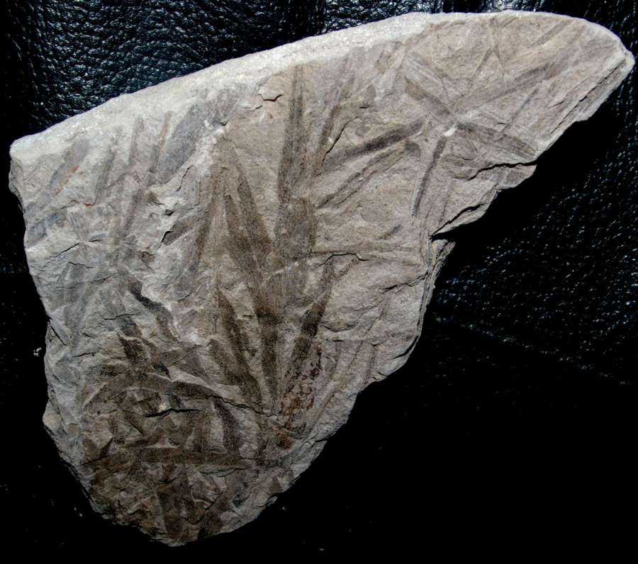 Jurassic fossil plant,  Podozamites distans