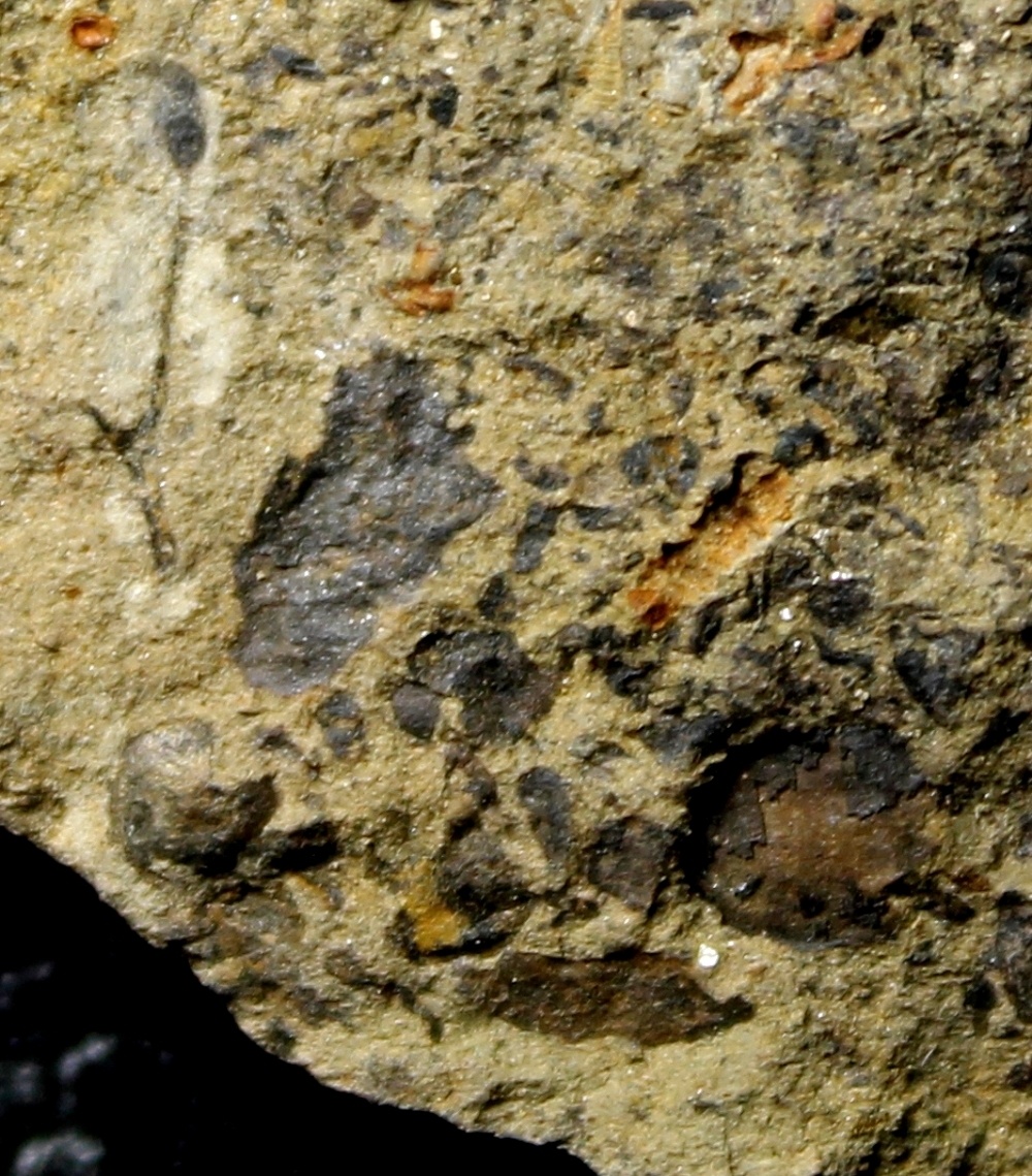 Salopella