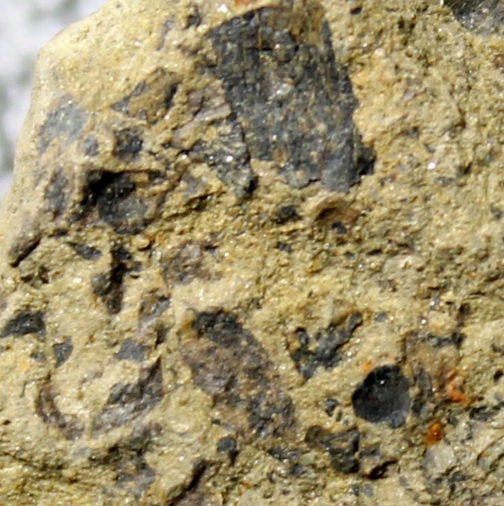 Salopella