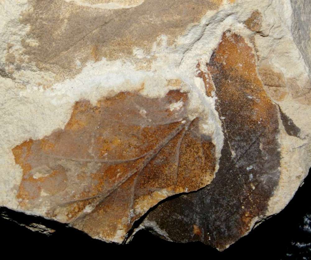 Miocene fossil leaf