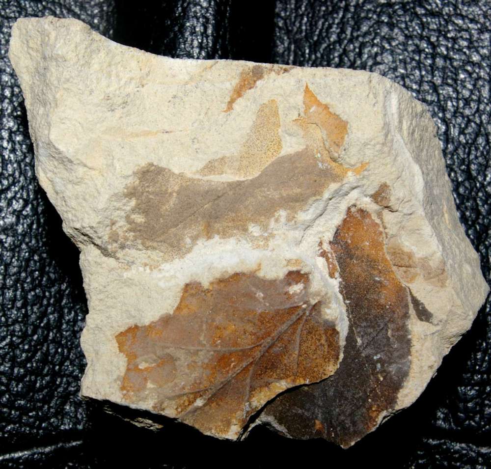 Miocene fossil leaf