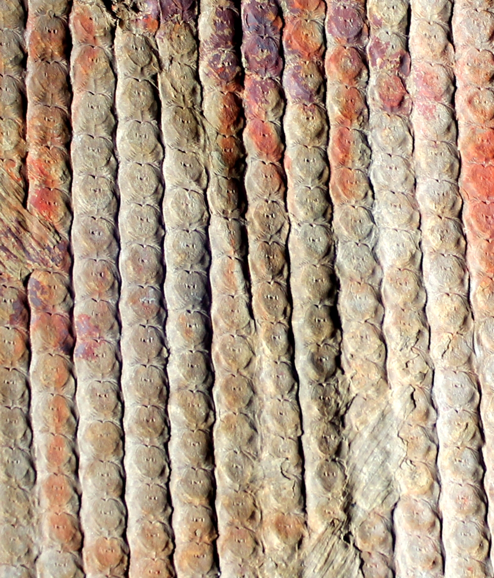 Sigillaria cancriformis
