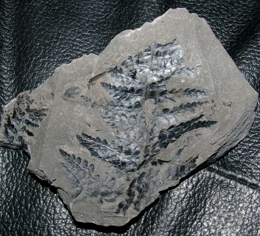 Pennsylvanian, fossil plant  