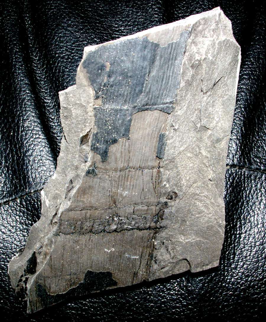 Fossil plant Calamitina goepperti  