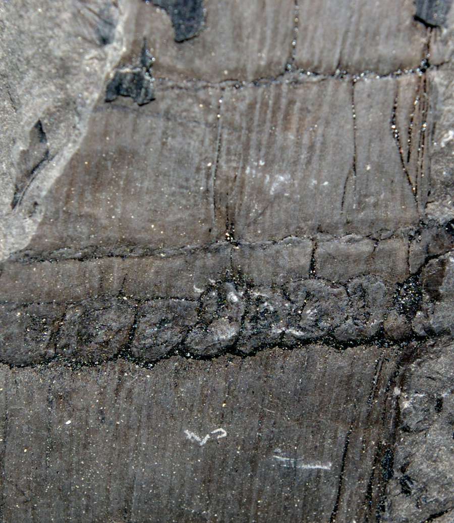 Calamitina goepperti  