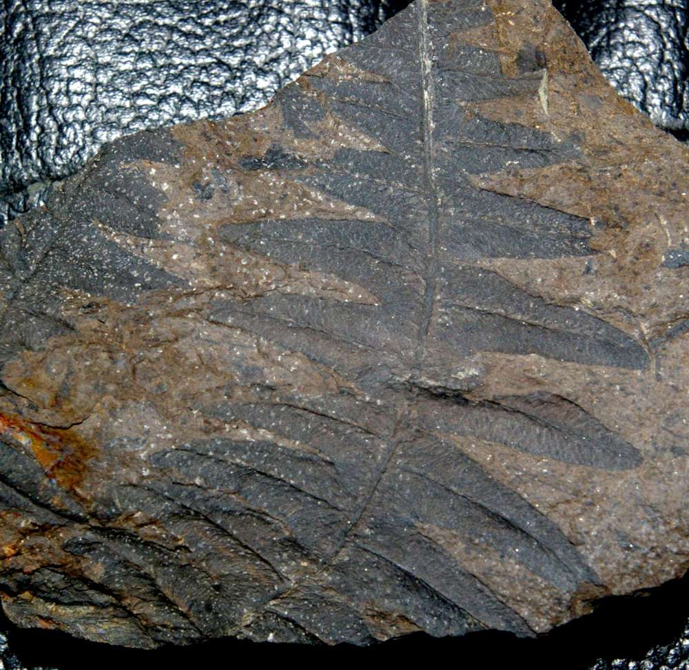 Fossil plant Lonchopteris rugosa  