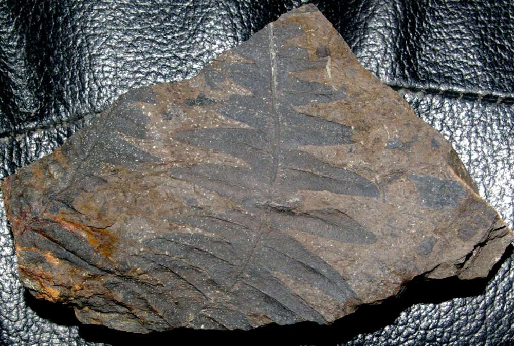 Carboniferous fossil plant  
