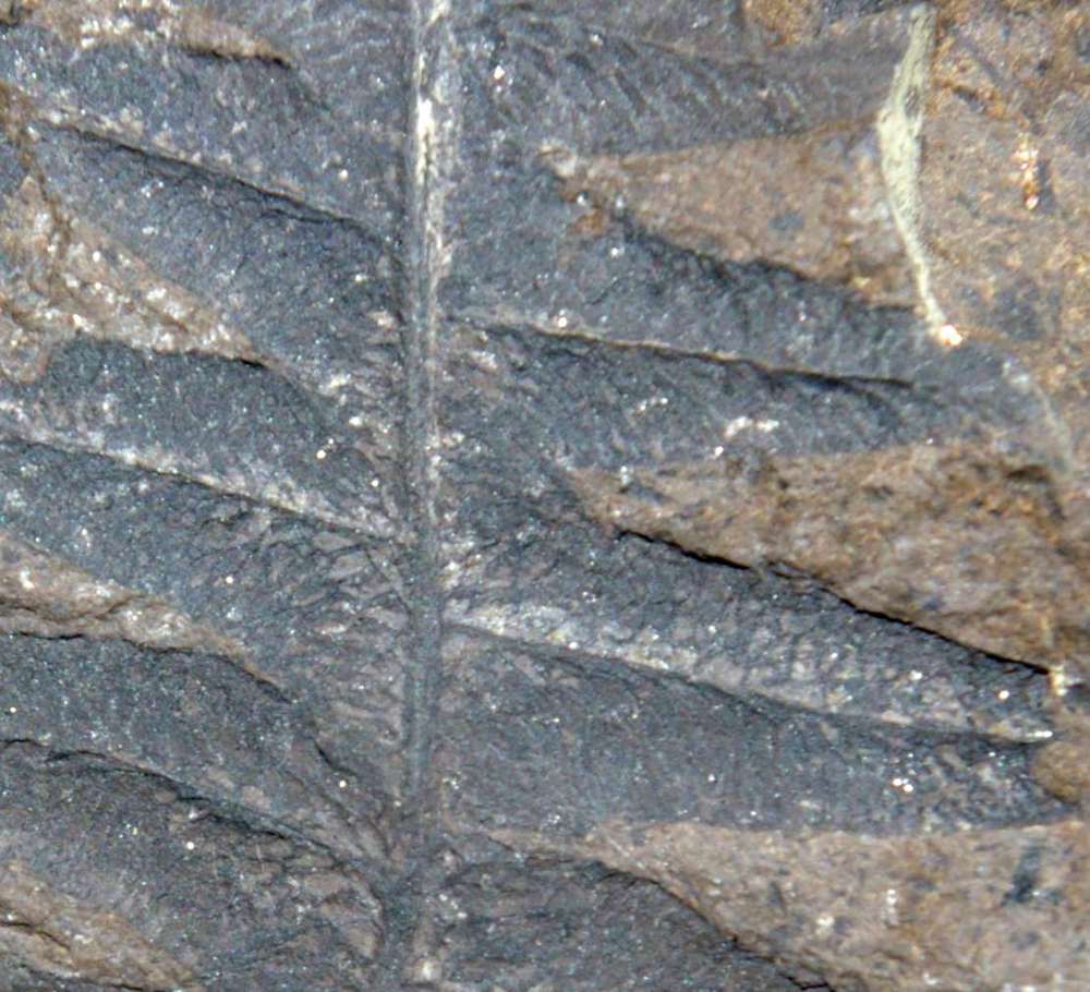 Lonchopteris rugosa  