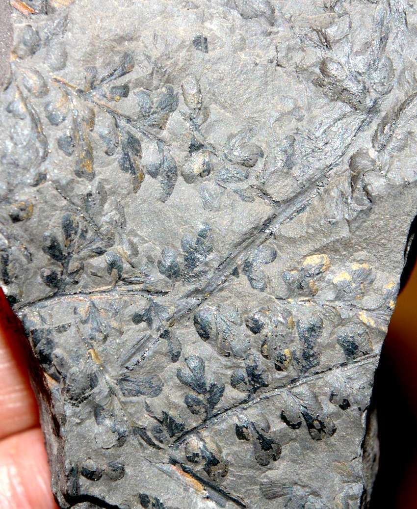 Fossil plant Eusphenopteris striata  