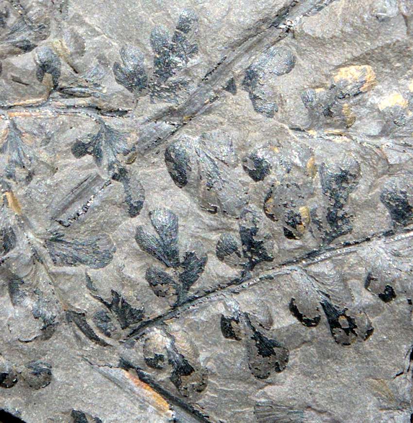 Eusphenopteris striata 