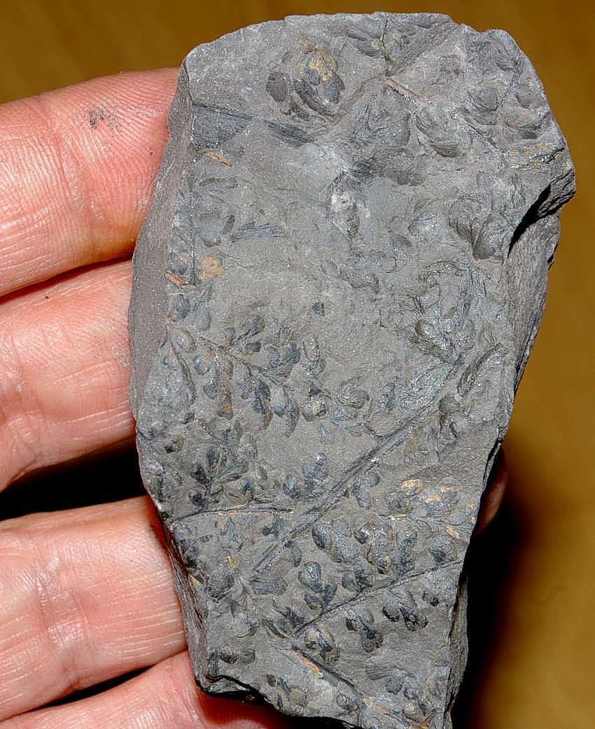 Carboniferous plant 