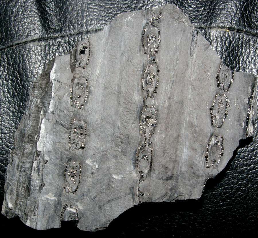 Syringodendron