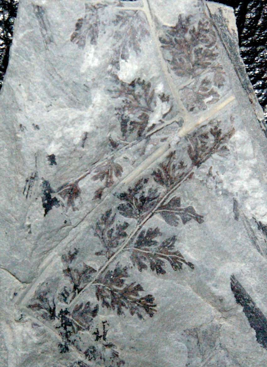 Sphenopteris coemansi