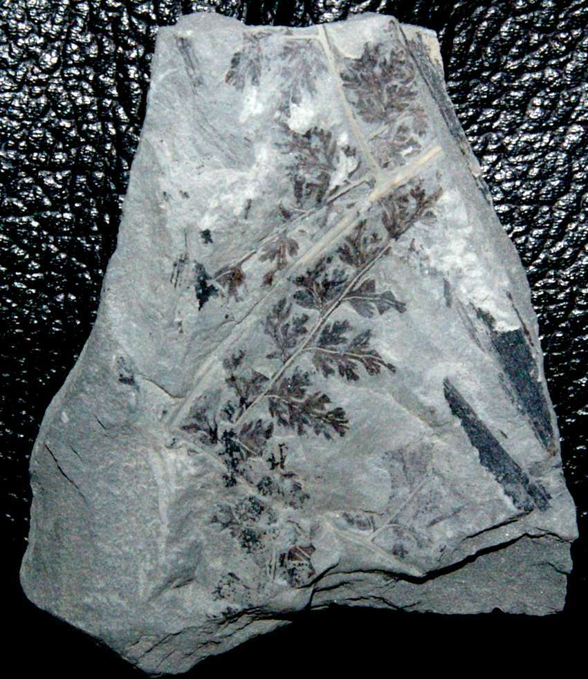 Sphenopteris coemansi