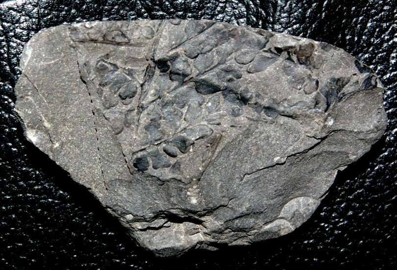 fossil fern