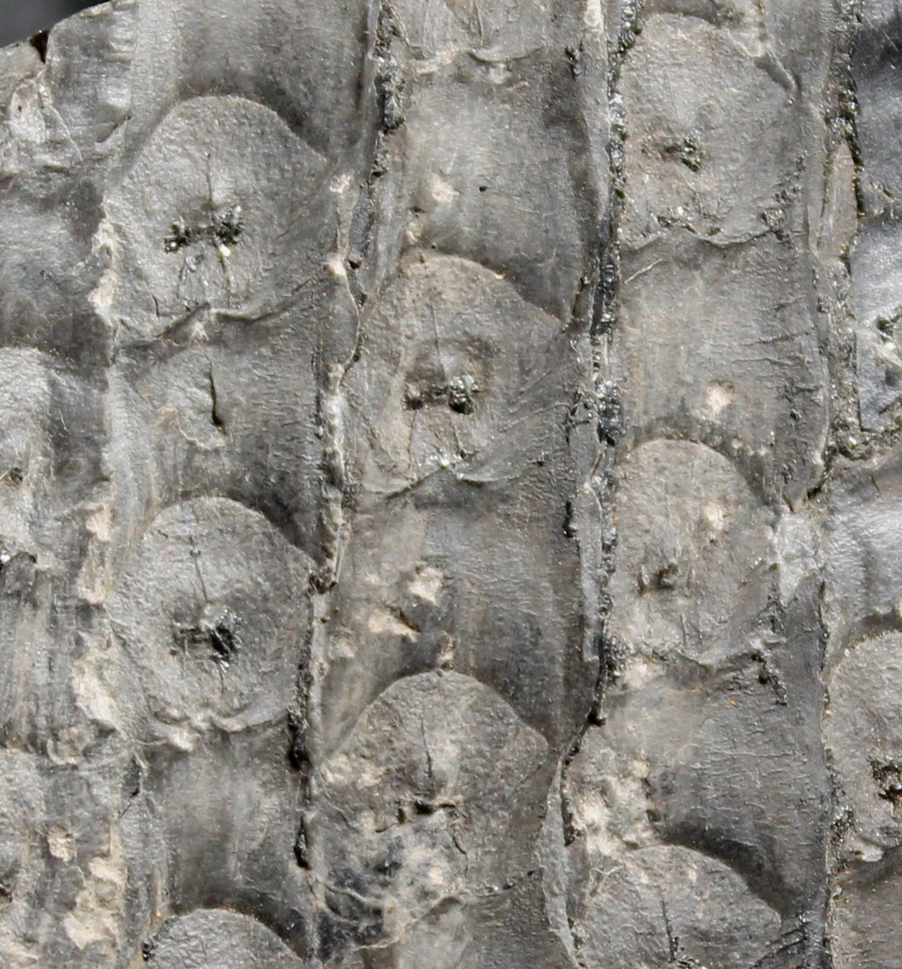 Sigillaria shlotheimiana