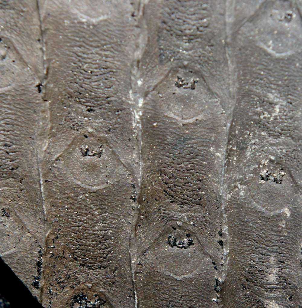Sigillaria micaudi 