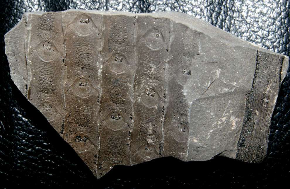 fossil Sigillaria micaudi