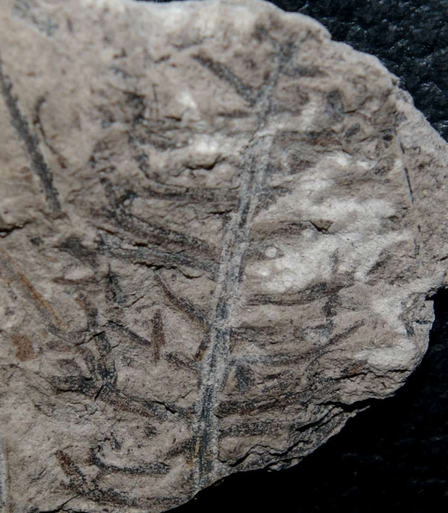  Ixostrobus siemiradzkii