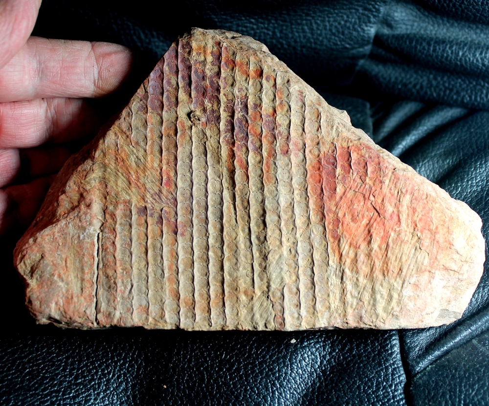 Sigillaria cancriformis