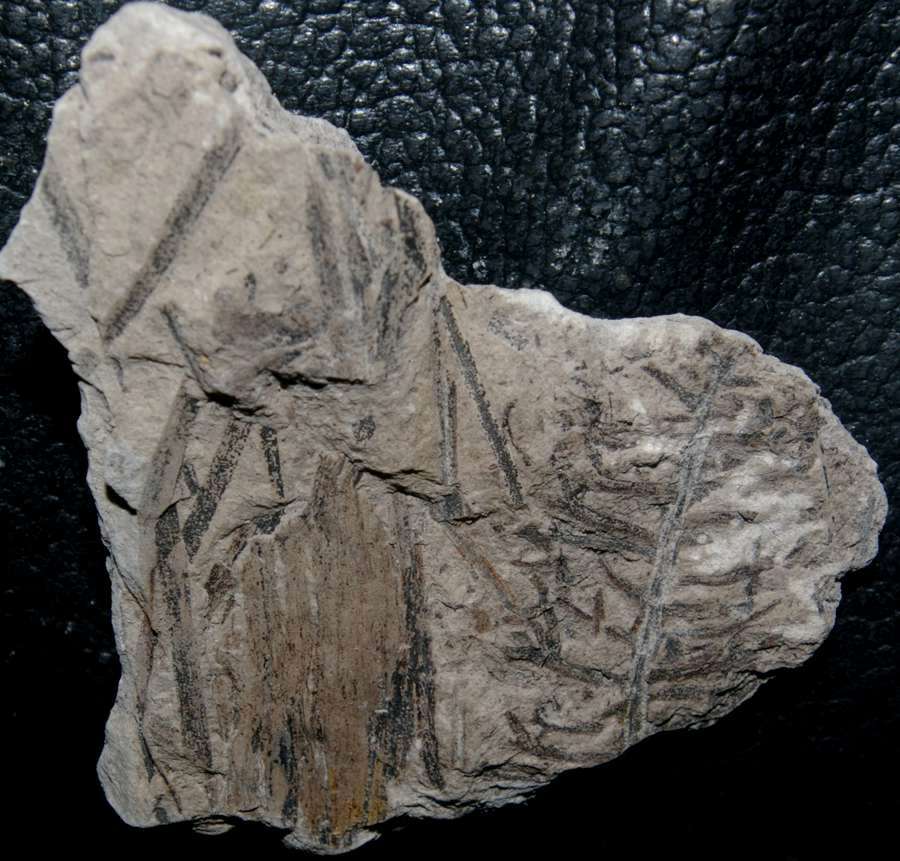 Jurassic fossil plant,  Ixostrobus siemiradzkii
