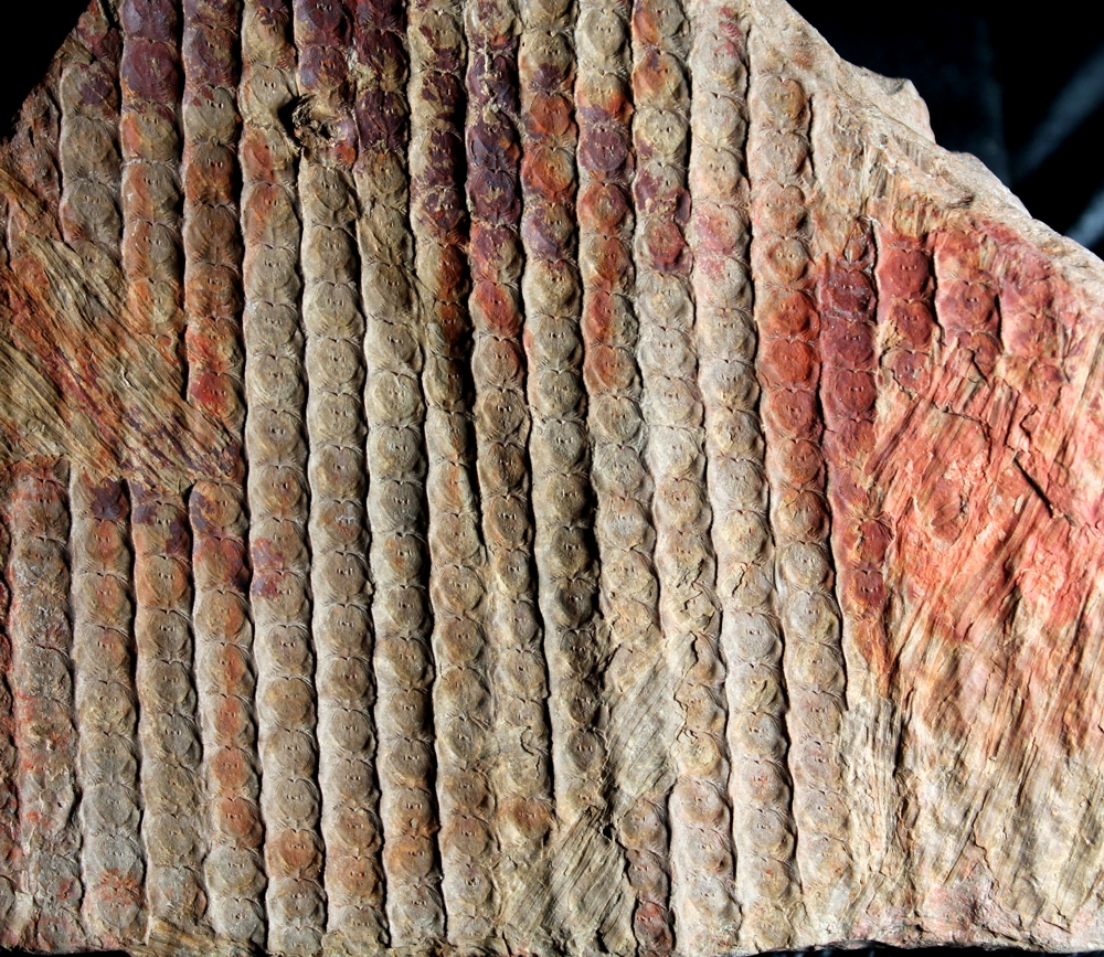 Sigillaria cancriformis