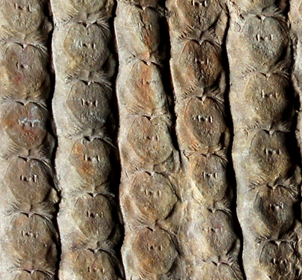 Sigillaria cancriformis