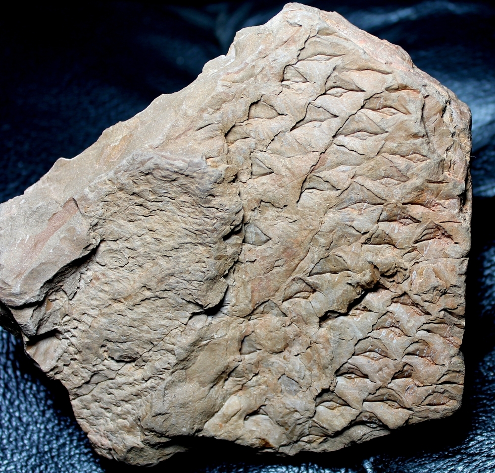 Lepidophloios acerosus