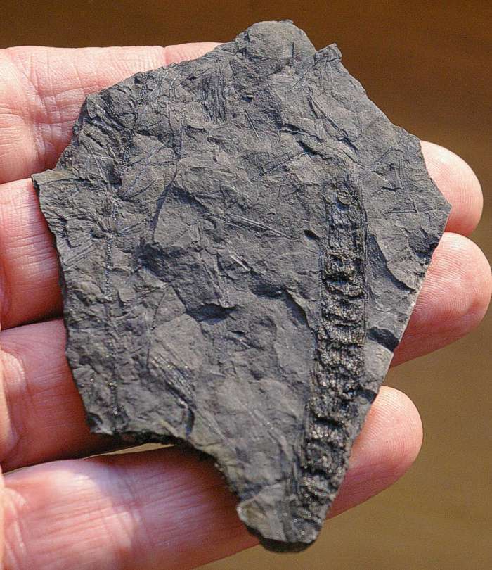 Palaeostachya pedunculata