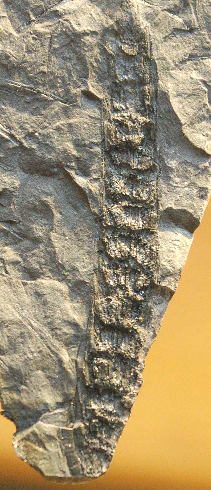 Calamite cone