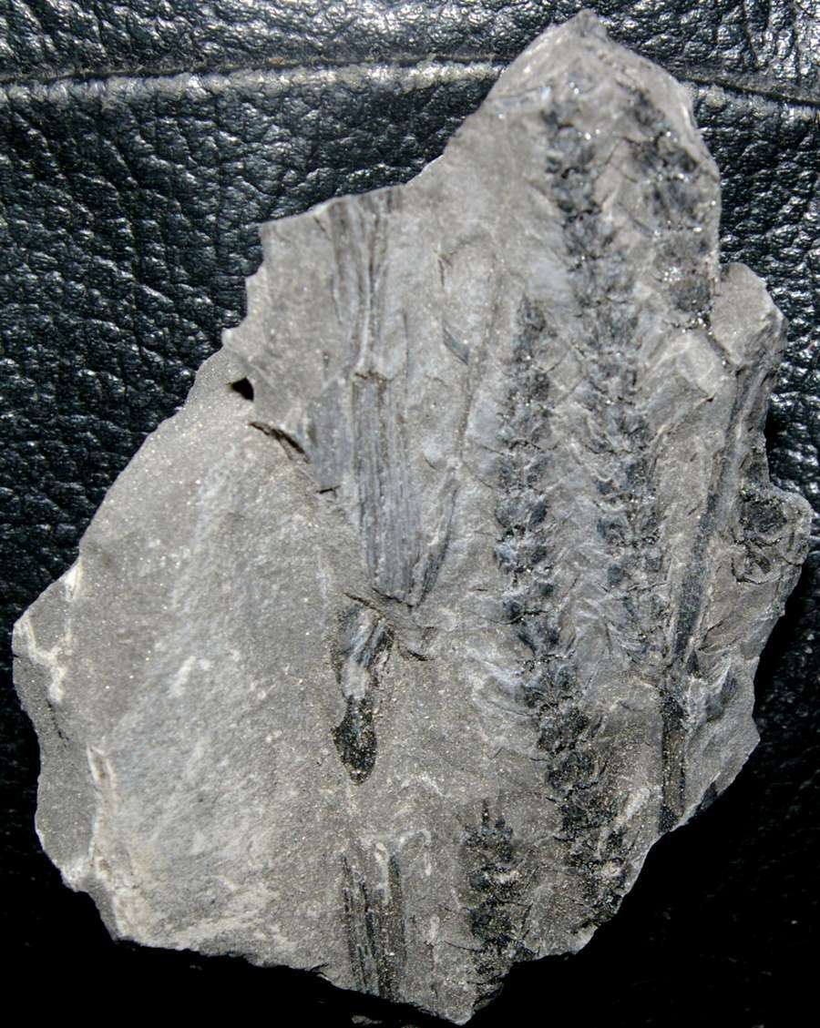 Palaeostachya pedunculata