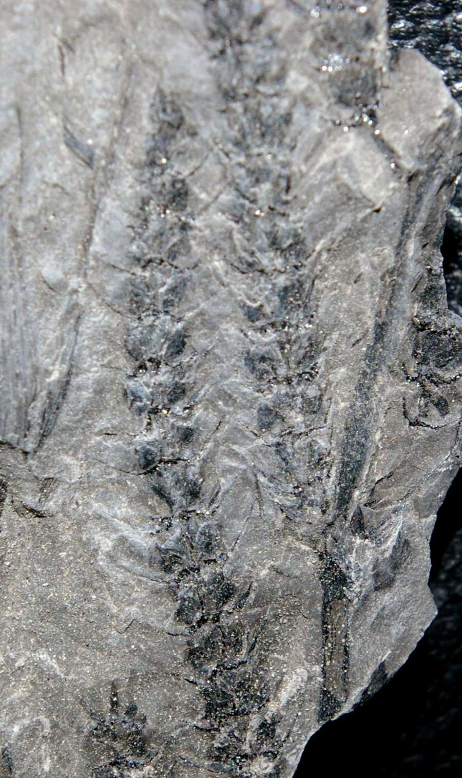 Fossil cone