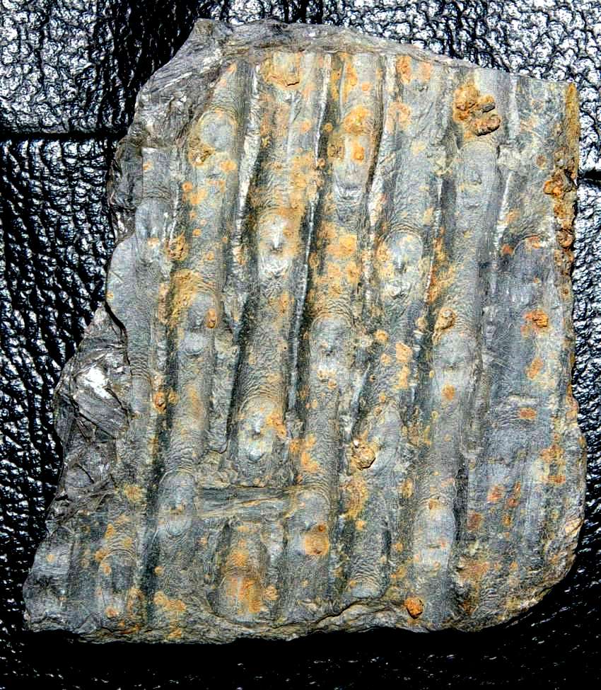 Fossil bark